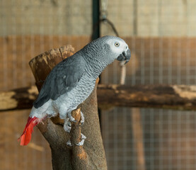 beautiful portrait of a gray parrot