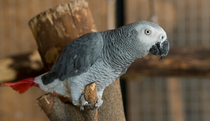 beautiful portrait of a gray parrot