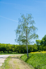 birch by the road