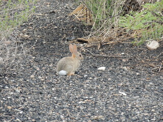 baby duck and ducklings