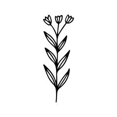 Hand drawn herbal, floral clipart. One line doodle vector