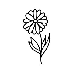 Hand drawn herbal, floral clipart. One line doodle vector