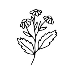 Hand drawn herbal chamomile clipart. One line doodle vector