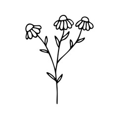 Hand drawn herbal chamomile clipart. One line doodle vector