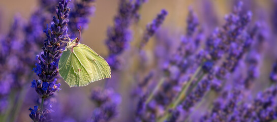 lavender flowers and white butterfly