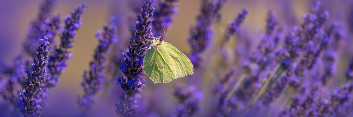 lavender flowers and white butterfly