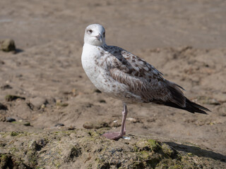 juvenile Mittelmeer-Möwe am Strand von Cadiz, Blick in die Kamera