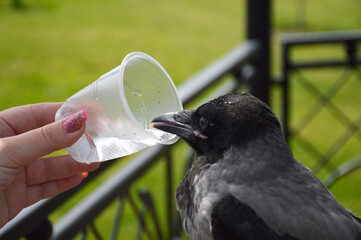 the gray crow will quench their thirst from a plastic disposable cup. a thirsty bird in the summer heat drinks water