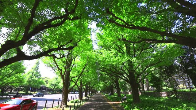 Walking camera walks on the promenade of the Jingu Gaien Gingko Tree Avenue, which is surrounded by rows of growing fresh green Gingko trees in springtime in Jingu Gaien, Chhiyoda Ward, Tokyo Japan on