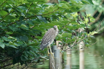 black crowned night heron in a forest