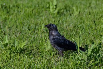 Busy jackdaw close-up on a fresh green lawn on a sunny summer evening.