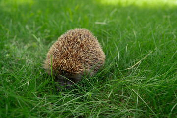 Hedgehog in the garden in the backyard.