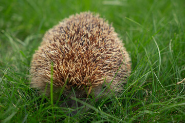 Hedgehog in the garden in the backyard.