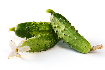Fresh harvest of cucumbers with blossom isolated on white background. Green gherkins close up. Homegrown pickles
