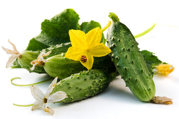 Fresh harvest of cucumbers with blossom isolated on white background. Green gherkins close up....