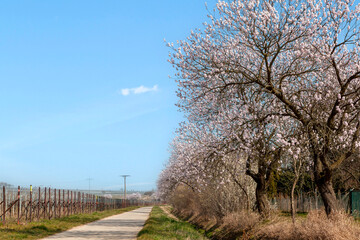 Mandelbaumblüte (Prunus dulcis), Frühling in der Südpfalz