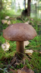mushroom in the forest