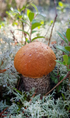 mushroom in the forest
