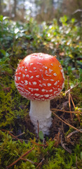 amanita muscaria fly agaric