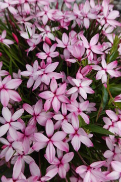 Rhodohypoxis baurii Pintado. Common names are red star and rosy posy.
