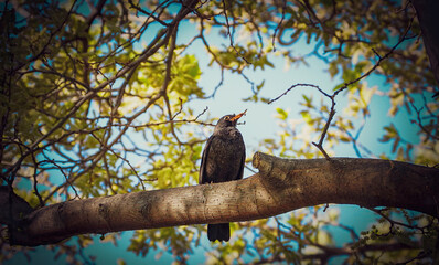 Blackbird with earthworm in its beak on a branch