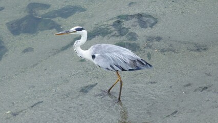 早朝の川辺にたたずむアオサギ