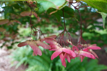 Acer palmatum (Japanese maple) is a deciduous shrub or small tree reaching heights of 6 to 10 m.