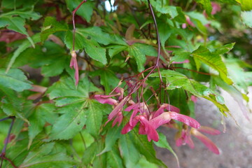 Acer palmatum (Japanese maple) has been cultivated in Japan for centuries and in temperate areas around the world since the 1800s.