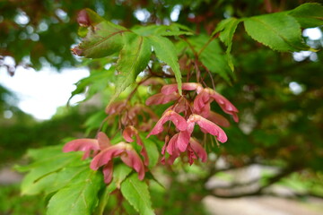 Acer palmatum (Japanese maple) seeds will be readily available from Japanese Maples in the autumn.