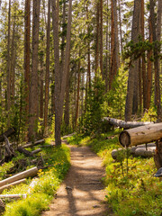 Sunny beautiful landscape along the Elephant Back Mountain Trail in Yellowstone National Park