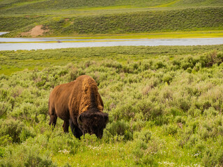 Close up shot of a wild bison eating grass in Yellowstone National Park