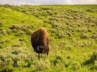 Close up shot of a wild bison eating grass in Yellowstone National Park