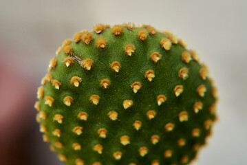 nopalito