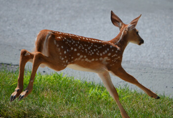 baby deer with spots running