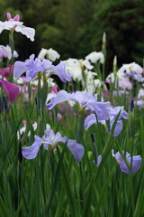 Fototapeta premium Iris