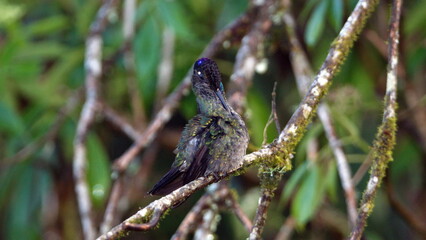 Talamanca hummingbird (Eugenes spectabilis) perched in a tree, preening, at the high altitude Paraiso Quetzal Lodge outside of San Jose, Costa Rica