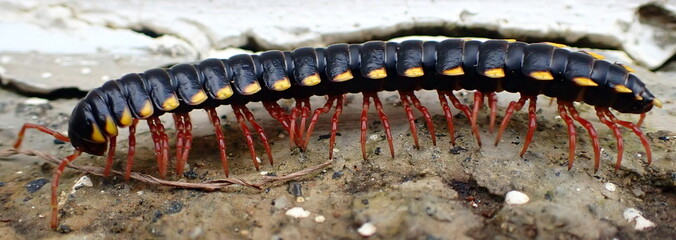 Costa Rica Pacific sea life