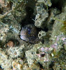 Costa Rica Pacific sea life
