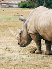 Obraz premium rhino in the zoo
