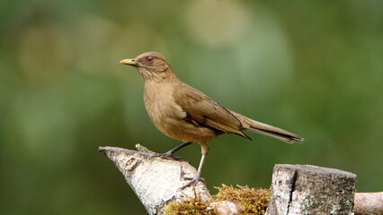 Clay-colored Thrush (Turdus grayi) perched on a stump at the high altitude Paraiso Quetzal Lodge...