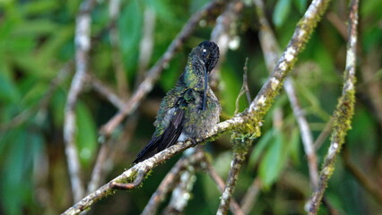 Talamanca hummingbird (Eugenes spectabilis) perched in a tree, preening, at the high altitude Paraiso Quetzal Lodge outside of San Jose, Costa Rica