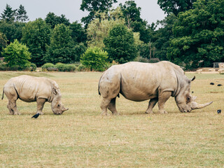 Fototapeta premium white rhino and calf in the wild