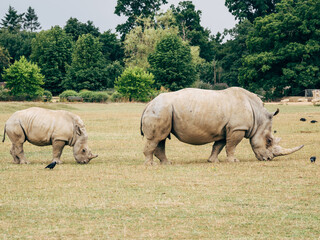 white rhino and calf in the wild