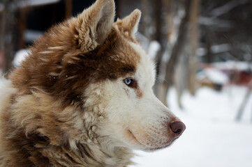 Husky. Ushuaia, Tierra del Fuego, Argentina. © Paula
