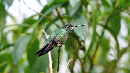 Talamanca hummingbird (Eugenes spectabilis) perched on a twig at the high altitude Paraiso Quetzal...
