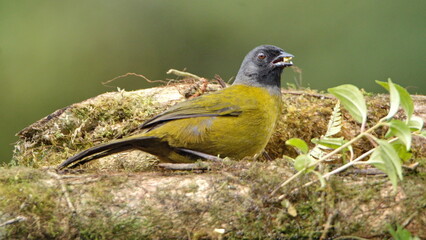 Obraz premium Large-footed finch (Pezopetes capitalis) eating fruit off a moss covered log at the high altitude Paraiso Quetzal Lodge outside of San Jose, Costa Rica