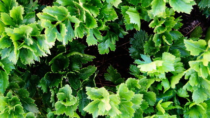 green leaves background