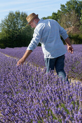 Farmer inspects a lavender field. Lavender fields in bloom