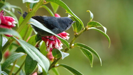 Male slaty Flowerpiercer (Diglossa plumbea) feeding on a flowering plant at the high altitude...