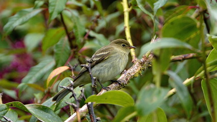 Mountain elaenia (Elaenia frantzii) perched in a tree at the high altitude Paraiso Quetzal Lodge outside of San Jose, Costa Rica